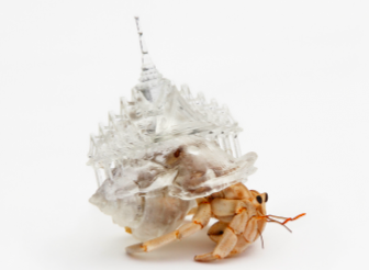 Hermietkreeft met een schuilplaats die door een 3D-printer is gemaakt, ontworpen door Aki Inomata.