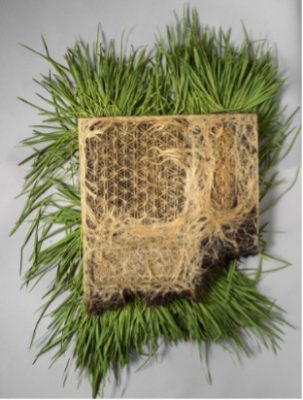 Een textielachtige structuur gecreëerd door Diana Scherer, waarin wortels van planten worden beïnvloed om geometrische patronen te vormen.
